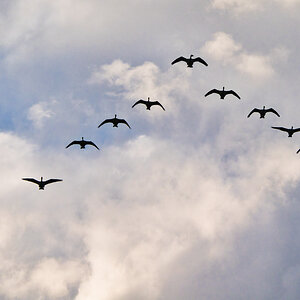 Formationsflug