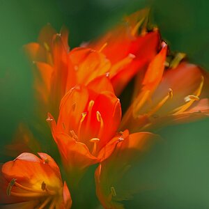 Clivia