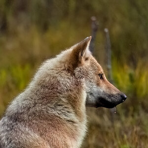 Der Alphawolf