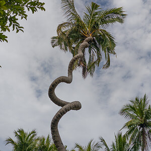 Betrunkene Palme