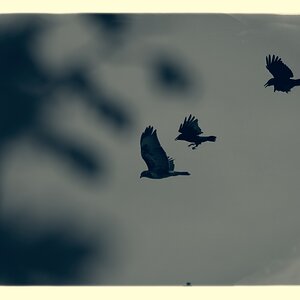 Medium 'Bussard - Verfolgung' in der Kategorie '2201: Monochrom'