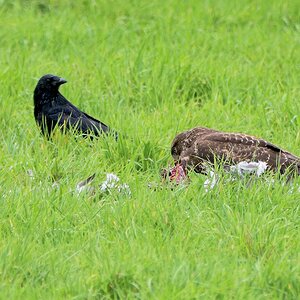 Bussard mit einer Taube