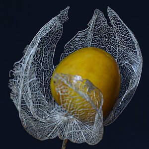 Physalis