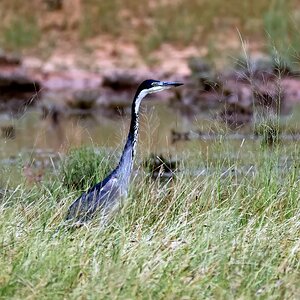 Medium 'Auf Jagd' in der Kategorie 'Vögel'