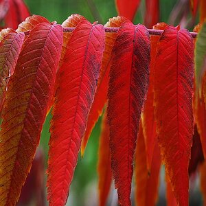 Herbstbild