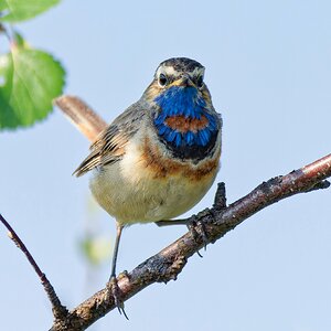 Medium 'Gestatten: Mr. Blaukehlchen' in der Kategorie 'Vögel'