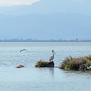 Medium 'Trio' in der Kategorie 'Vögel'