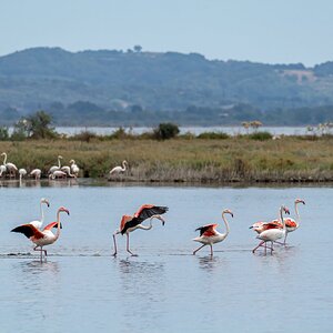 Medium 'Flamingos' in der Kategorie 'Vögel'