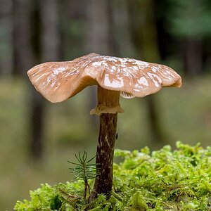 Pilz Time