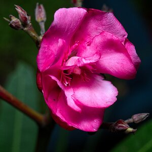 Oleander