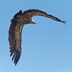 Gänsegeier 2