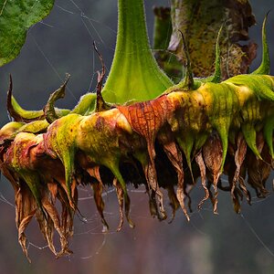 Herbst