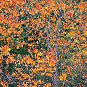 Herbstbild