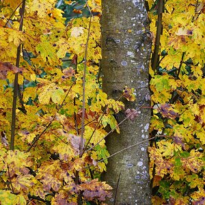 Herbstbild
