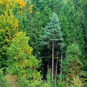 Herbstbild