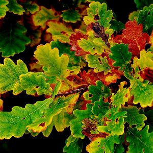 Herbstbild