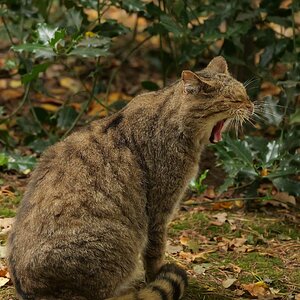 Müde Katze.
