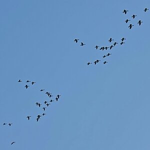 Formationsflug
