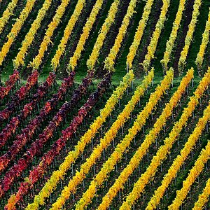 Herbst im Wengert