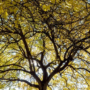 Blätterdach im Herbst