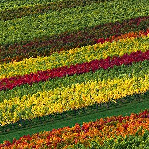 Herbst im Wengert