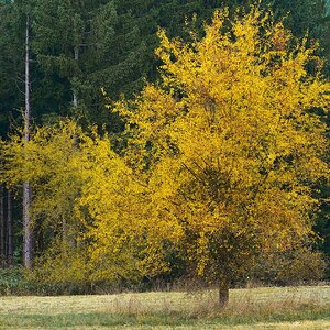 Herbstbild
