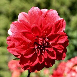 Dahlienblüte