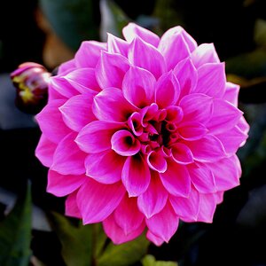 Dahlienblüte 2