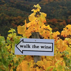 Walk the wine.jpg