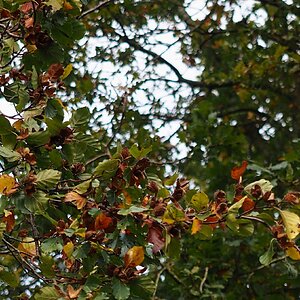 Dorfbuche im Oktober_1