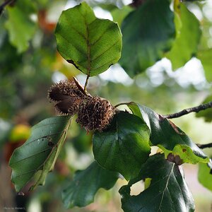 Dorfbuche im Oktober_2