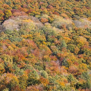 Herbstwald