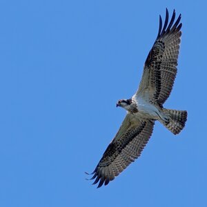 Fischadler im Überflug