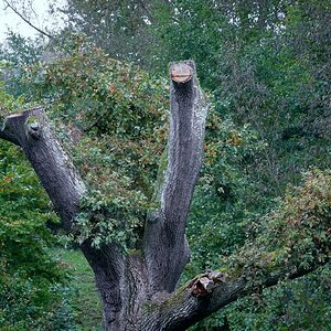 Der Baum im Oktober - Er färbt sich