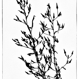 Wiesenkraut [2]