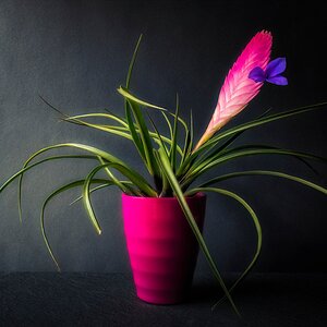 Medium 'Bromelie' in der Kategorie 'Blumen & Blüten'