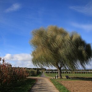 Baum - Oktober 2025 #