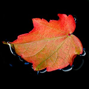 hk_251021_herbstweinblatt.jpg