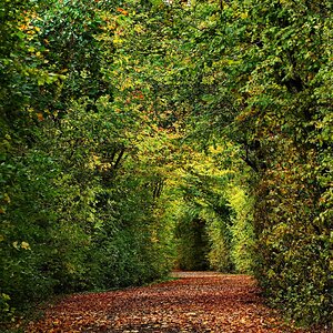 Waldtunnel.