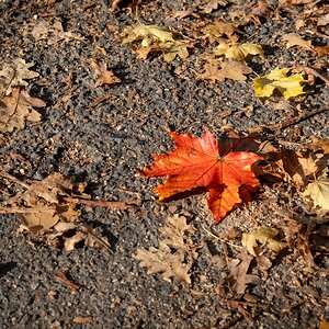 Goldener Oktober 1/3