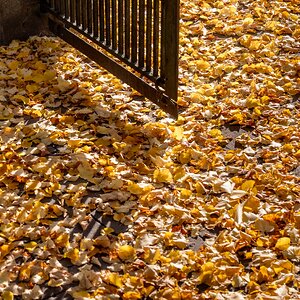 Goldener Oktober 2/3