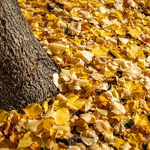 Goldener Oktober 3/3