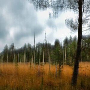 _herbstliches_moor.jpg