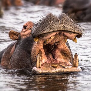 Happy Hippo