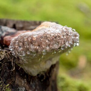 Bauschwamm Pilz