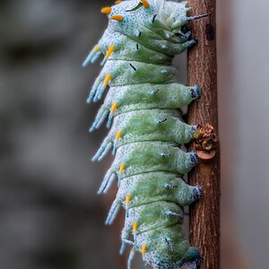 Cecropia Spinner