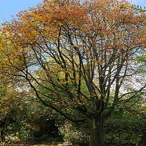 Im Herbstkleid