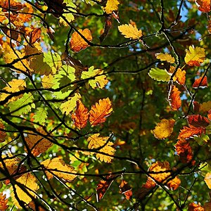 Herbstbunt
