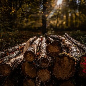 Herbstwald