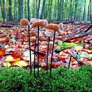 Herbstwaldboden